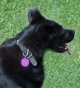 Pets enjoy the life-force energy.