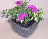 Plants love the energised water. Plants love the energised water.